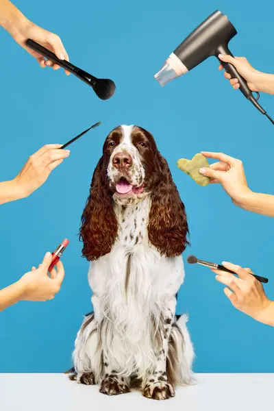 Grooming Services Taking Care Dog Purebred English Springer Spaniel Blue — Stock Photo, Image