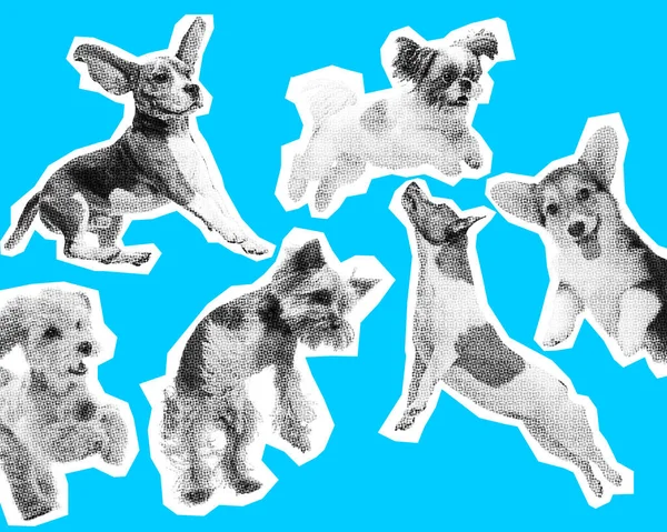 Cute Little Adorable Puppies Dogs Jumping Playing Blue Background Happiness — Stock Photo, Image