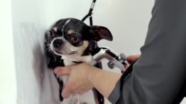 Salondaki küçük safkan köpek. Kadın köpeğini banyoda yıkıyor, kürküne özen gösteriyor. Bakım, hayvan bakımı, kuaför salonu, güzellik tedavisi, prosedürler