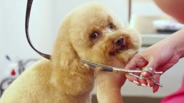 Kadın, hayvan kuaförü köpek kılı kesiyor. Kuaförde safkan bir kaniş. Saç stili, saç kesimi. Bakım, hayvan bakımı, kuaför salonu, güzellik tedavisi, prosedürler