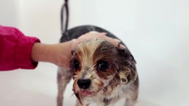 Hayvan tımarcısı, küçük safkan köpeği banyoda çalıştırıyor. Hayvan kürküne özen gösteriyorum. Bakım salonu. Bakım, hayvan bakımı, kuaför salonu, güzellik tedavisi, prosedürler