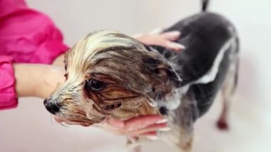 Hayvan tımarcısı, küçük safkan köpeği banyoda çalıştırıyor. Hayvan kürküne özen gösteriyorum. Bakım salonu. Bakım, hayvan bakımı, kuaför salonu, güzellik tedavisi, prosedürler