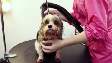 Genç bir kadın, banyo yaptıktan sonra köpekleri kurutmak için saç kurutma makinesi kullanıyor. Hayvan tımarhanesinde safkan Fransız bulldog 'u. Bakım, hayvan bakımı, kuaför salonu, güzellik tedavisi, prosedürler