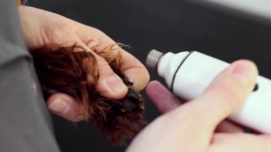 Hayvan bakıcısı evcil hayvana bakıyor, tırnaklarını kesiyor. Evcil hayvan pençesine yakın çekim. Safkan kaniş sakince oturuyor. Bakım, hayvan bakımı, kuaför salonu, güzellik tedavisi, prosedürler