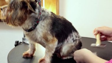 Hayvan bakıcısı, banyo yaptıktan sonra köpekleri fırçalıyor. Evcil hayvanlara bakıyorum. Saç kesimi, saç kesimi. Bakım, hayvan bakımı, kuaför salonu, güzellik tedavisi, prosedürler