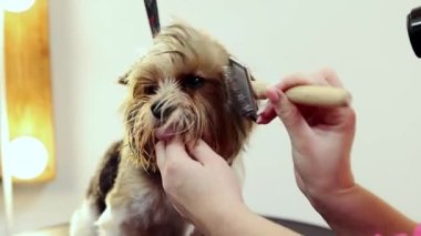 Hayvan bakıcısı, banyo yaptıktan sonra köpekleri fırçalıyor. Evcil hayvanlara bakıyorum. Saç kesimi, saç kesimi. Bakım, hayvan bakımı, kuaför salonu, güzellik tedavisi, prosedürler