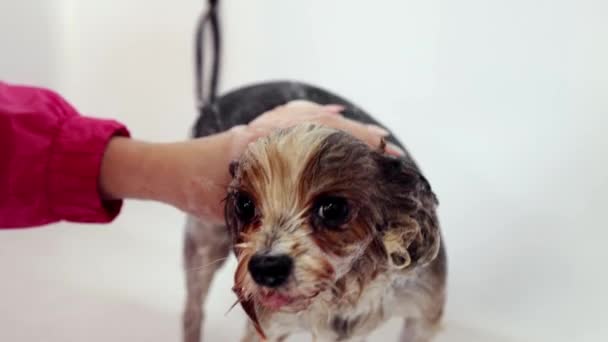 Animale Toelettatore Salariato Piccolo Cane Razza Pura Bagno Facendo Attenzione — Video Stock