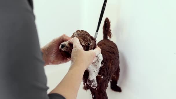 Животный Парикмахер Водил Маленькую Чистокровную Собаку Ванной Заботиться Шерсти Животных — стоковое видео