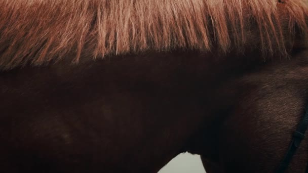 Красивая Лошадь Маленькая Девочка Сидят Ней Подробности Концепция Конного Спорта — стоковое видео