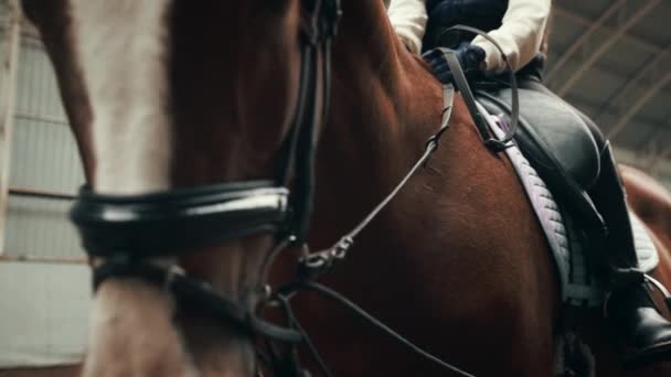 美しい馬と小さな女の子が座っている 詳細について 馬術スポーツ コース アクティブライフスタイル 趣味のコンセプト — ストック動画
