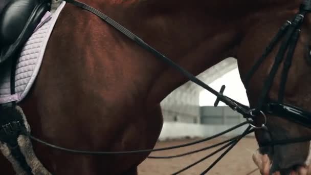 Menina Criança Sentada Remo Praticando Cavalo Musculoso Saudável Bonito Educação — Vídeo de Stock