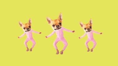 Komik hareket tasarımı. Küçük safkan köpekler yeşil arka planda dans eden pembe pijamalarıyla insan vücudunda ağızlık takıyorlar. Hareket etmeyi, animasyonu durdurun. Hayvan teması kavramı, sürrealizm, eğlence ve neşe, dinamik