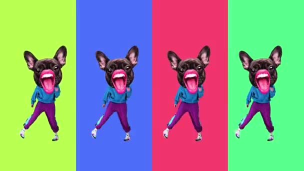 法国斗牛犬在五彩斑斓的动态背景下跳着运动服时 对着男性的身体发出了喘息声 停止运动 动物主题的概念 超现实主义 乐趣和欢乐 — 图库视频影像