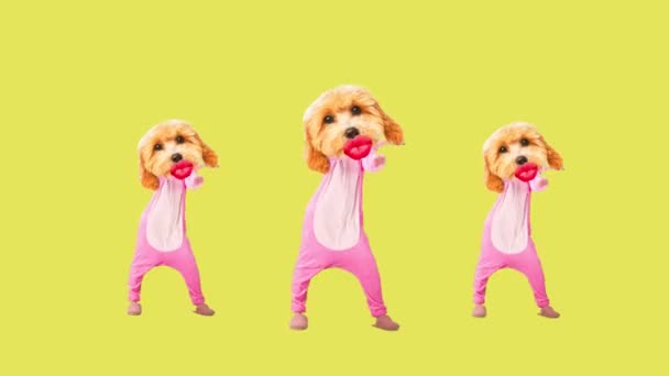 运动设计 纯种的狗穿着粉色睡衣 在绿色背景下跳舞 咬着人的身体 停止运动 动物主题的概念 超现实主义 乐趣和欢乐 — 图库视频影像