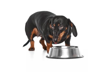Güzel safkan köpek, Dachshund yiyor, beyaz stüdyo arka planında izole edilmiş içme suyu içiyor. Evcil hayvan, hayvan bakımı, köpek dostu, mutluluk kavramı