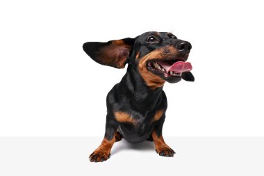 Uçan kulaklar. Safkan, komik, sevimli köpek, Dachshund dili beyaz stüdyo arka planında soyutlanmış olarak duruyor. Evcil hayvan, hayvan bakımı, köpek dostu, mutluluk kavramı