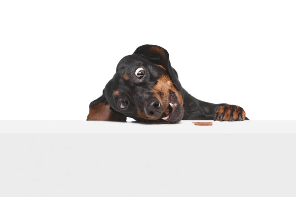 Funny Muzzle Wide Open Eyes Funny Purebred Dachshund Eating Snacks — Stock Photo, Image