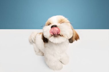 Mavi stüdyo arka planında izole edilmiş şirin, küçük safkan shih tzu köpeğinin komik yakın plan görüntüsü. Mutlu, neşeli evcil hayvan. Evcil hayvan kavramı, evcil hayvan arkadaşları, veteriner, bakım