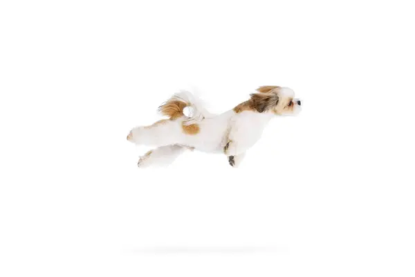 Divertida Imagen Pequeño Adorable Pura Raza Shih Tzu Perro Movimiento —  Fotos de Stock