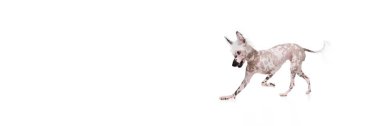 Beyaz arka planda yalnız koşan, hareketli Çinli safkan ibikli köpeğin dinamik görüntüsü. Hayvan, evcil hayvan, veteriner, sağlık, yoldaş kavramı. Pankart. Metin eklemek için boş boşluk, ad