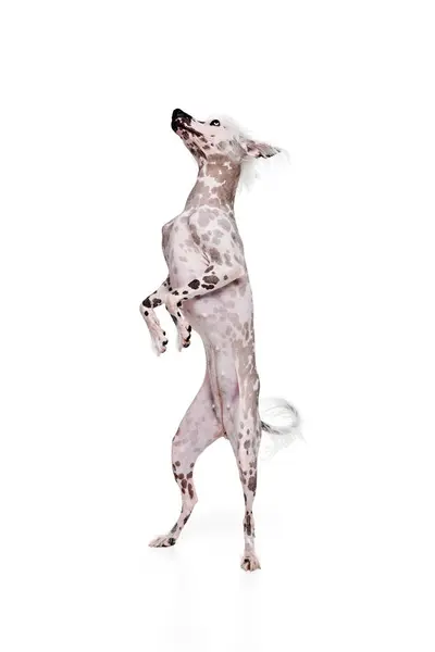 Prachtige Rasechte Hond Raszuivere Chinese Kuif Staand Achterpoten Geïsoleerd Witte — Stockfoto