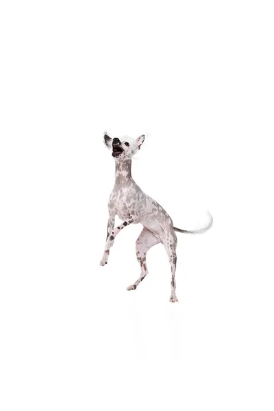 Bedårande Lekfull Liten Renrasiga Kinesiska Crested Hund Rörelse Spela Fånga — Stockfoto