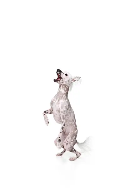 Schattige Speelse Kleine Rasechte Chinese Kuif Hond Beweging Spelen Vangen — Stockfoto