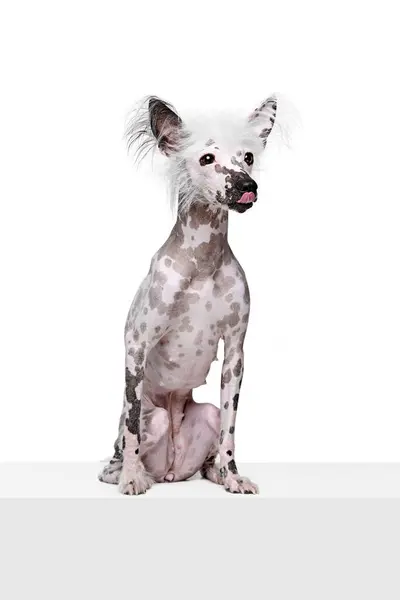 Porträtt Söt Renrasiga Kinesiska Crested Hund Sitter Med Tungan Sticker — Stockfoto