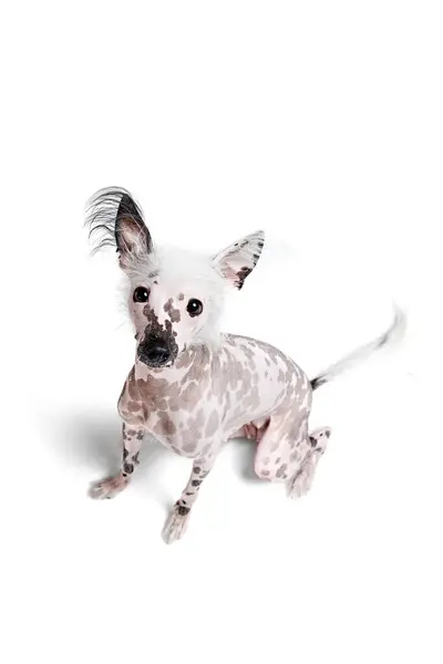 Top View Adorable Funny Purebred Chinese Crested Dog Sitting Attentively — Stock Photo, Image