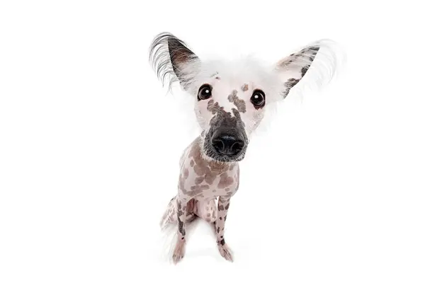 Close Purebred Chinese Crested Dog Attentively Looking Isolated White Studio — Stock Photo, Image