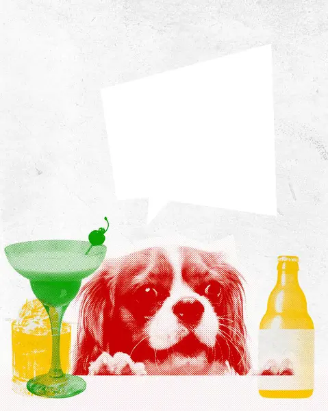 Purebred Little Dog Looking Cocktails Beer Bottle Textured Light Background — Stock Photo, Image