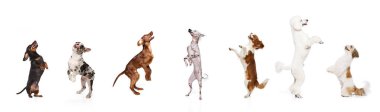 Farklı safkan köpeklerden yapılmış kolaj atlama, oynama, arka ayaklar üzerinde durmak beyaz stüdyo arka planına karşı. Hayvan teması, bakım, evcil hayvan arkadaşı, veteriner, köpek yaşam tarzı kavramı