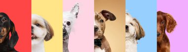 Çok renkli arka plana bakan farklı safkan köpeklerden yapılmış bir kolaj. Yarım ağızlıklar. Hayvan teması, bakım, evcil hayvan arkadaşı, veteriner, köpek yaşam tarzı kavramı