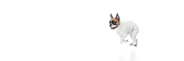Komik safkan köpek, hareketli Fransız bulldog, koşuyor, beyaz arka planda soyutlanmış oynuyor. Hayvan konsepti, evcil hayvan, bakım, veteriner, sağlık, yoldaş. Pankart. Metin eklemek için boş boşluk, ad