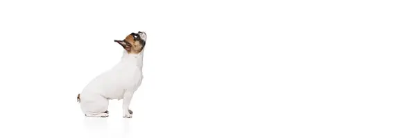 スマートなピューレッドドッグ フランスのブルドッグは静かに座って 白いスタジオの背景に隔離された上向きを見ています ペット 健康の概念 バナー テキスト 広告を挿入する空のスペース — ストック写真