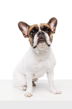 Zeki, tapılası safkan köpek, Fransız bulldog sakince oturuyor ve beyaz stüdyo arka planında soyutlanmış görünüyor. Hayvan kavramı, evcil hayvan, bakım, veteriner, sağlık, yoldaş.
