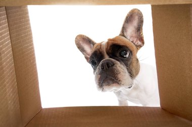 Meraklı, tapılası safkan köpek, kutunun içine bakan Fransız bulldog. Teslimat. Oyuncu hayvan. Hayvan kavramı, evcil hayvan, bakım, veteriner ve sağlık, yoldaş