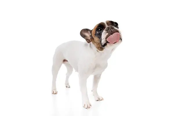 Entzückender Reinrassiger Hund Französische Bulldogge Stehend Und Glas Leckend Isoliert — Stockfoto