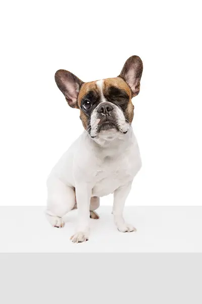 Schattige Rasechte Hond Franse Bulldog Rustig Zitten Kijken Geïsoleerd Witte — Stockfoto
