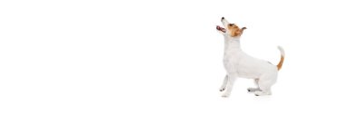 Meraklı, oyuncu köpek, safkan Jack Russell Terrier yukarı bakıyor, dili dışarı çıkmış, beyaz arka planda soyutlanmış oynuyor. Evcil hayvan, hayvan, veteriner, bakım, refakatçi kavramı. Pankart