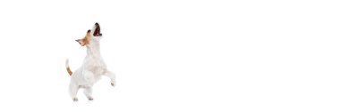 Aktif köpek, safkan Jack Russell Terrier arka ayakları üzerinde duruyor ve beyaz arka planda izole edilmiş oyuncak ya da yiyecek yakalıyor. Evcil hayvan, hayvan, veteriner, bakım, refakatçi kavramı. Pankart