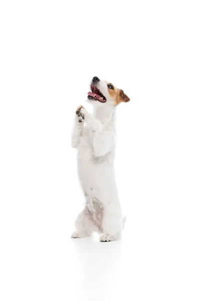 Manis Anjing Pintar Ras Jack Russell Terrier Berdiri Dengan Kaki — Stok Foto