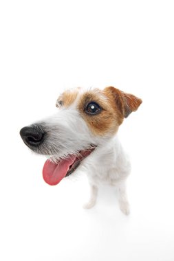 Beyaz stüdyo arka planında izole edilmiş şirin, saf kan Jack Russell Terrier 'in yakın plan namlusu. Mutlu, neşeli evcil hayvan. Evcil hayvan, hayvan, veteriner, bakım, yoldaş kavramı
