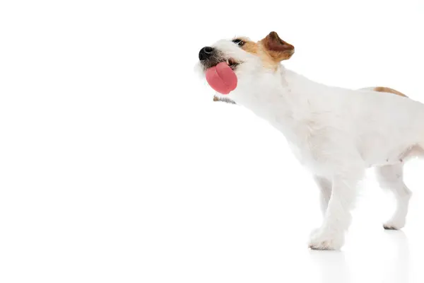 Funny Dog Adorable Purebred Jack Russell Terrier Licking Tongue Isolated — стоковое фото