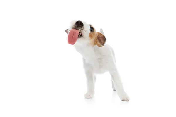 Hauska Koira Suloinen Puhdasrotuinen Jack Russell Terrier Nuolee Kieltä Eristyksissä — kuvapankkivalokuva