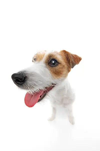 Aranyos Gyönyörű Fajtiszta Jack Russell Terrier Szájkosár Fehér Stúdió Háttérrel — Stock Fotó