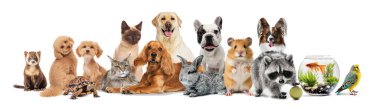 Beyaz arka planda balık, hamster, tavşan, kedi ve köpek gibi farklı hayvanlarla kolaj. Hayvan bakımı, hayvan bakımı, veteriner kavramı. İlan için alanı kopyala