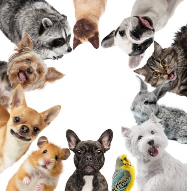 Kolaj. Komik ağızlıklar. Kamera köpeklerine, hamsterlara, kediye, tavşana ve beyaz arka planda izole edilmiş rakuna bakan sevimli hayvanlar. Hayvan bakımı, hayvan bakımı, veteriner kavramı. İlan için alanı kopyala