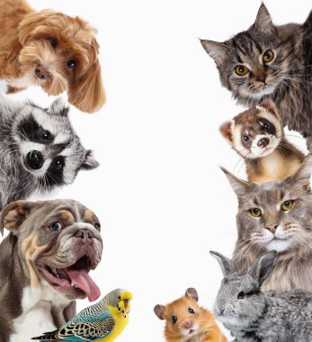 Kolaj. Kamera safkan köpeklere, hamsterlara, kedilere, tavşanlara ve beyaz arka planda izole edilmiş rakunlara bakan sevimli hayvanlar. Hayvan bakımı, hayvan bakımı, veterinerlik kavramı