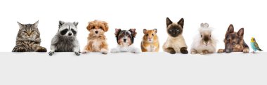 Kolaj. Kedi, köpek, rakun, hamster, tavşan, papağan, beyaz arka planda izole edilmiş hayvanlar. Hayvan bakımı, hayvan bakımı ve veteriner kavramı. İlan için alanı kopyala